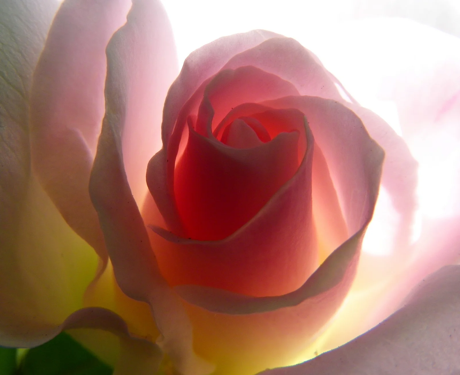  the inner life of flowers 03 