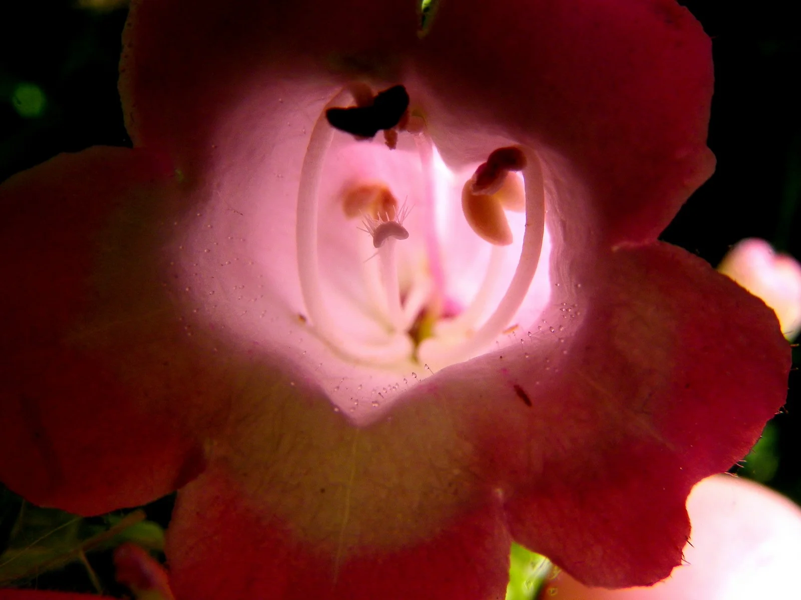  the inner life of flowers 04 