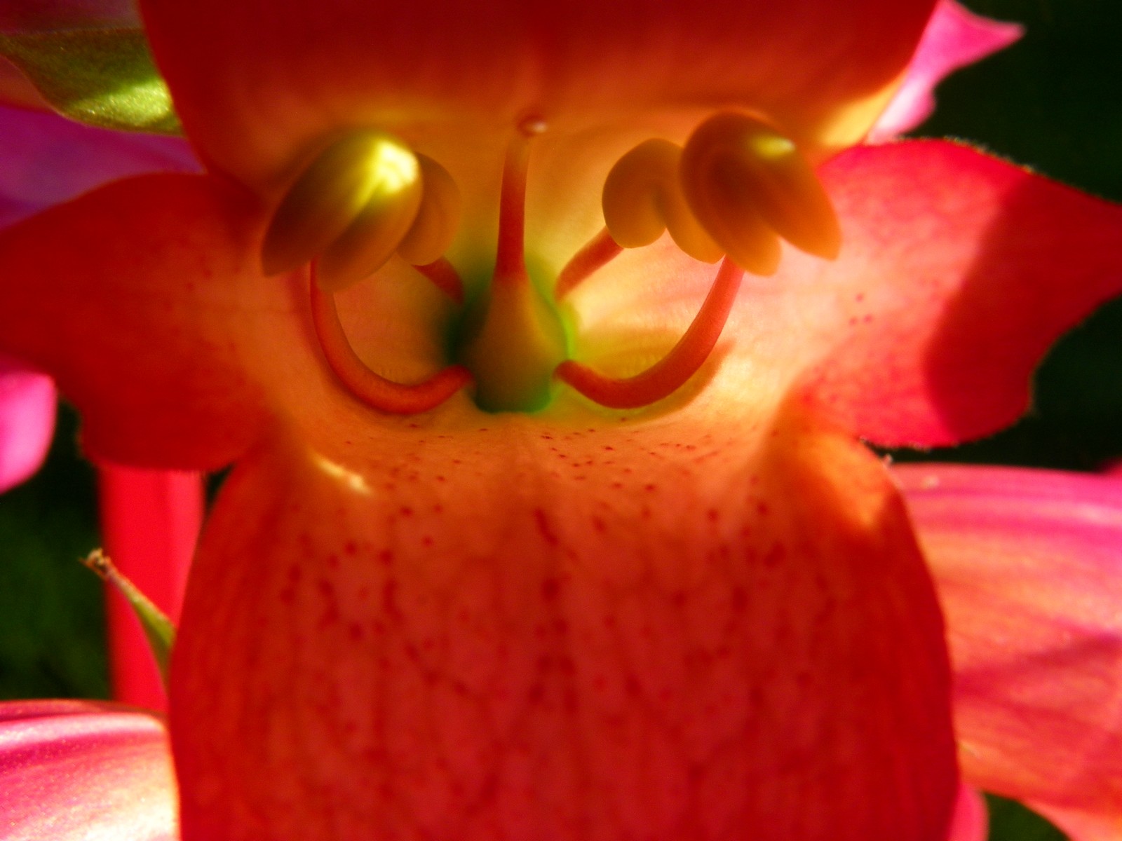  the inner life of flowers 09 