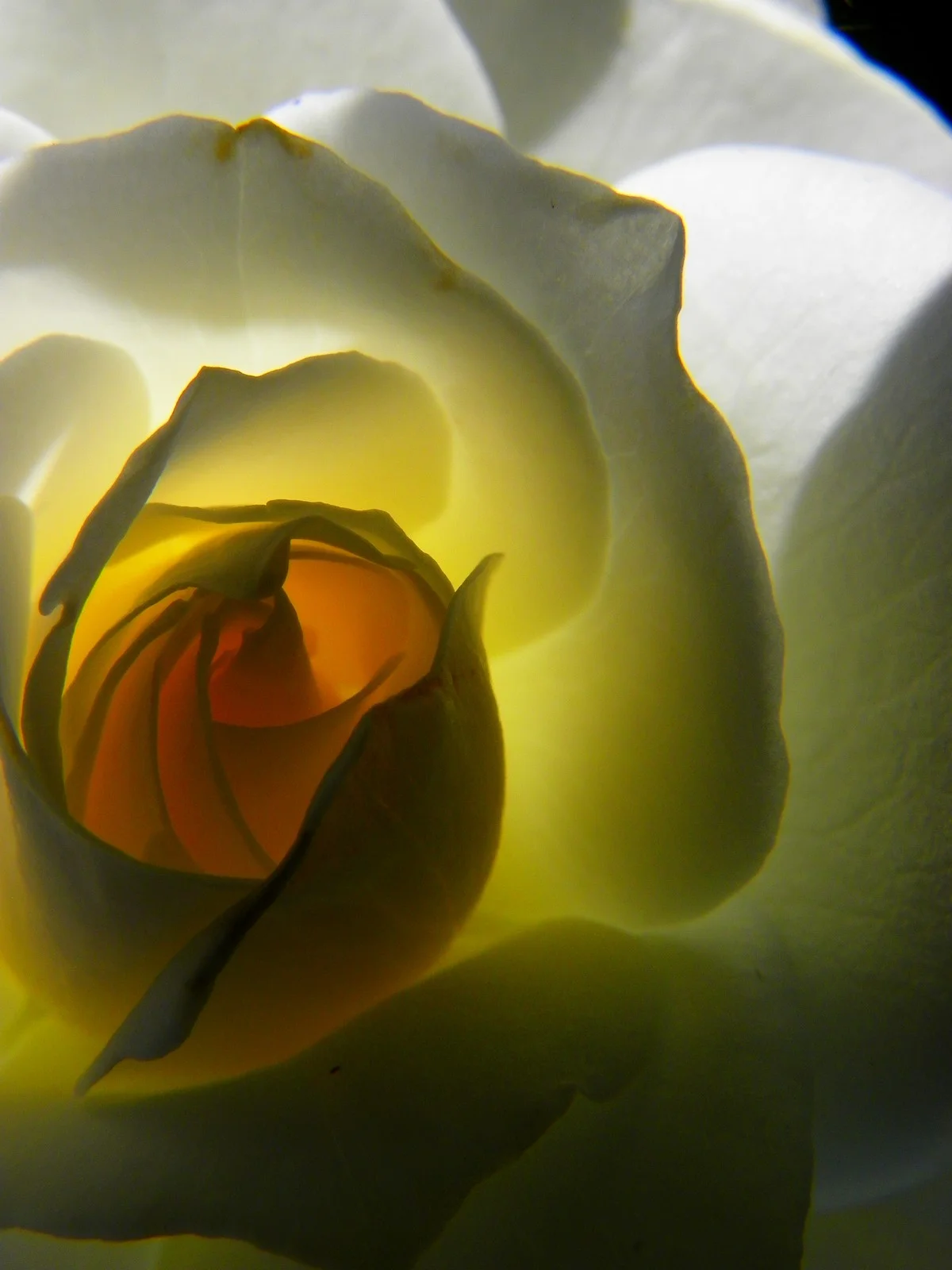  the inner life of flowers 02 