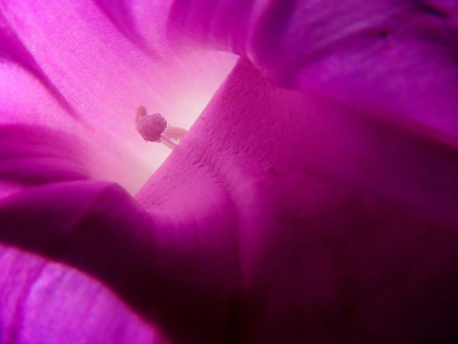  the inner life of flowers 01 