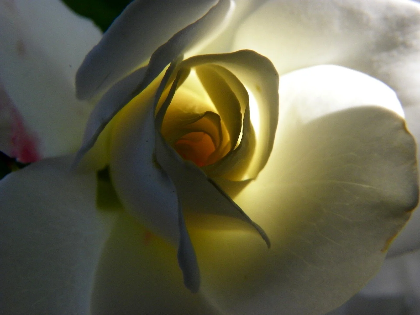  Beauty’s Light 03 