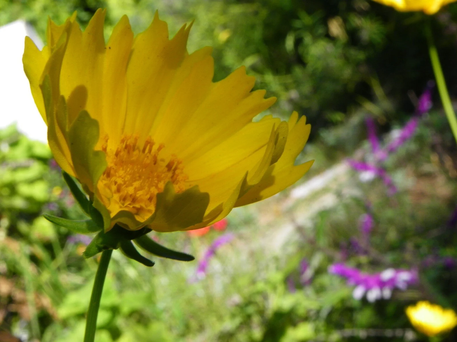  Beauty’s Light 06 