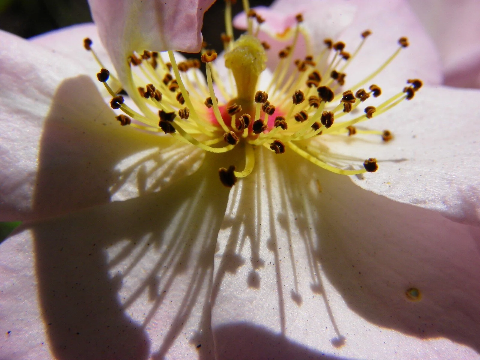  Beauty’s Light 08 