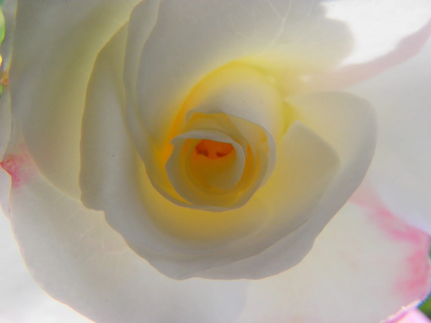  the inner life of flowers 18 