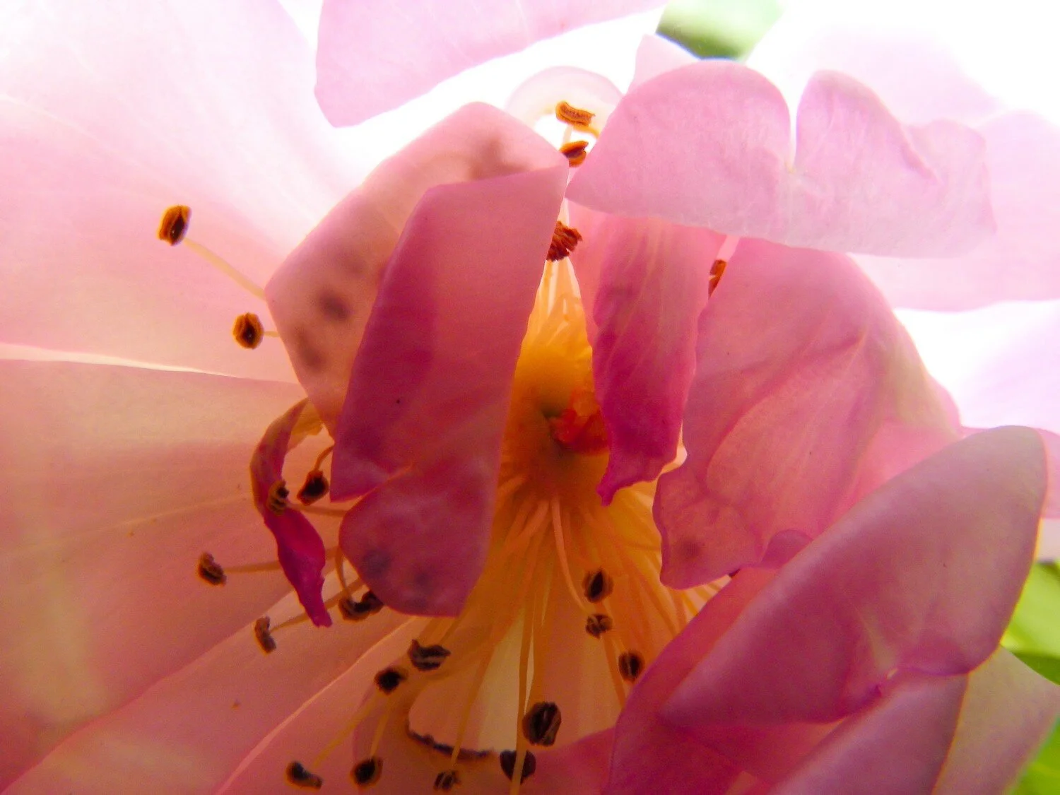  the inner life of flowers 17 