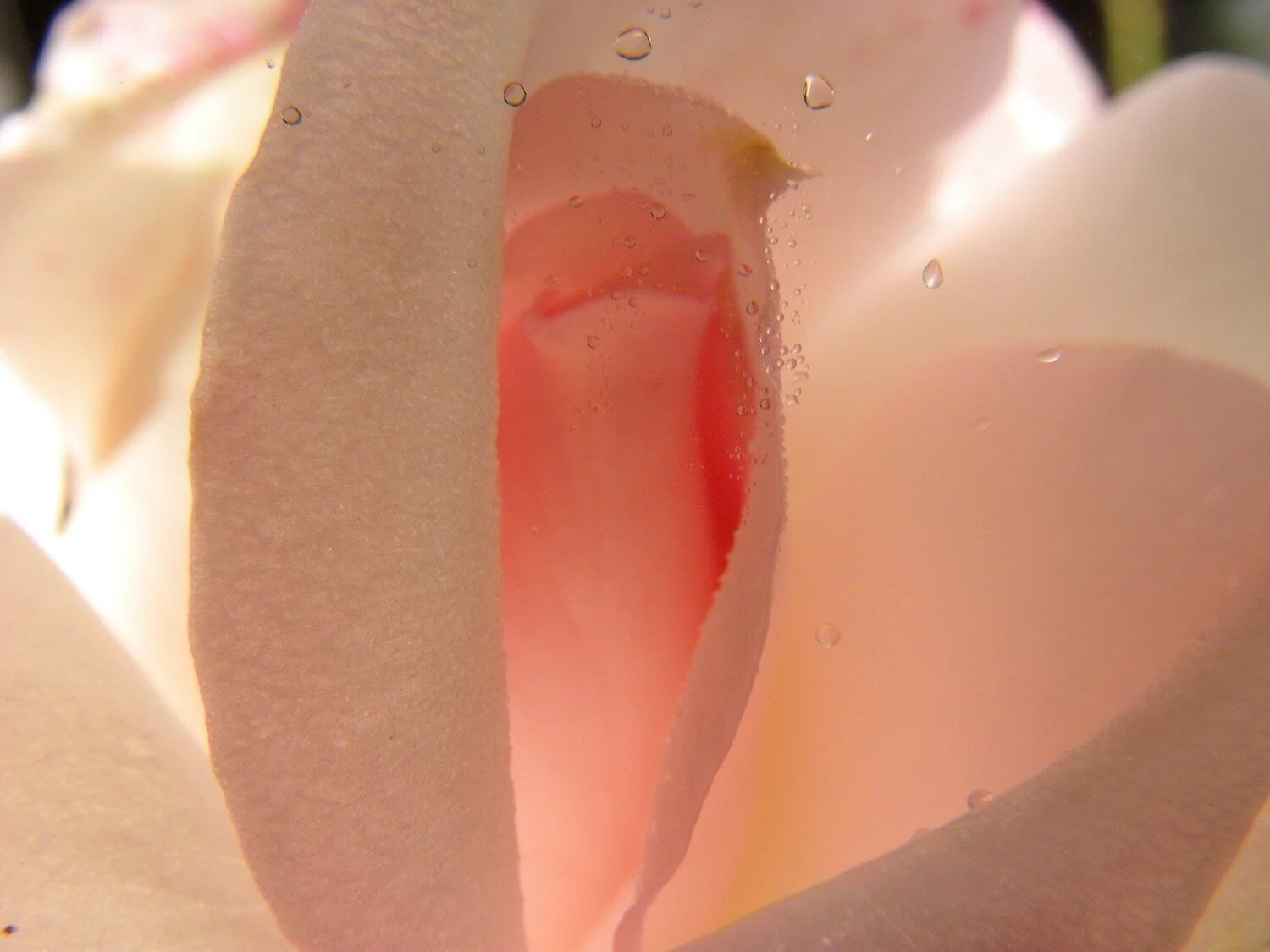  the inner life of flowers 20 