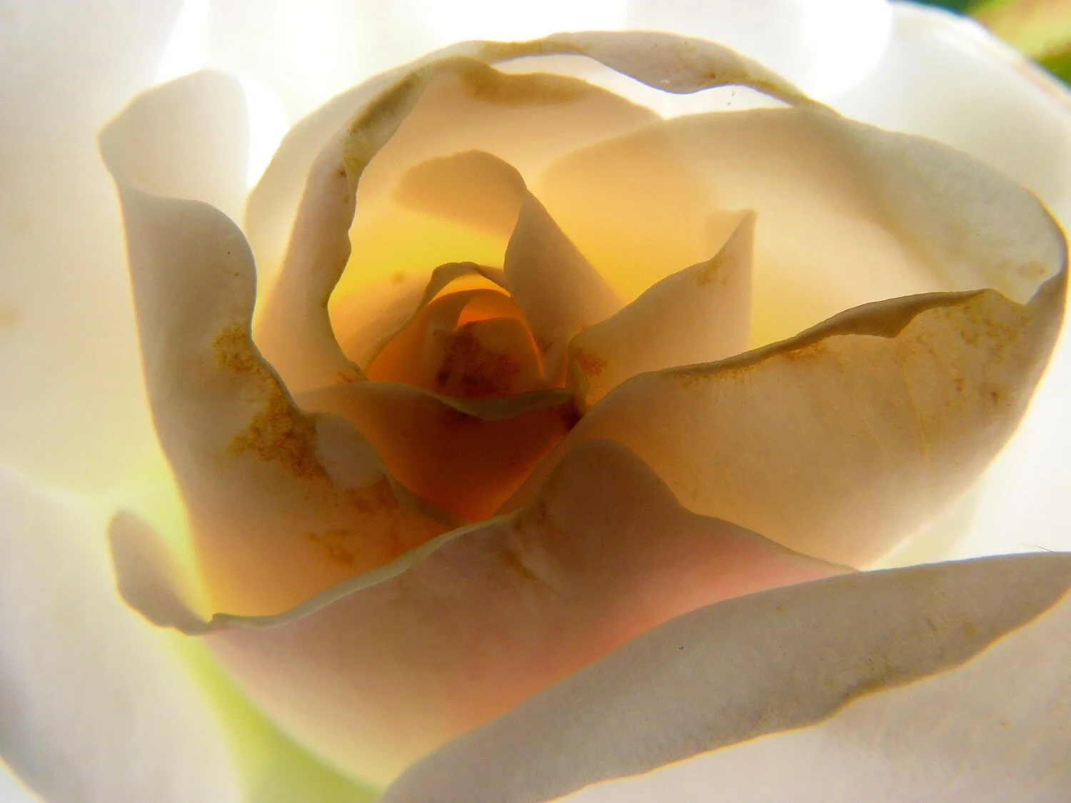  the inner life of flowers 16 