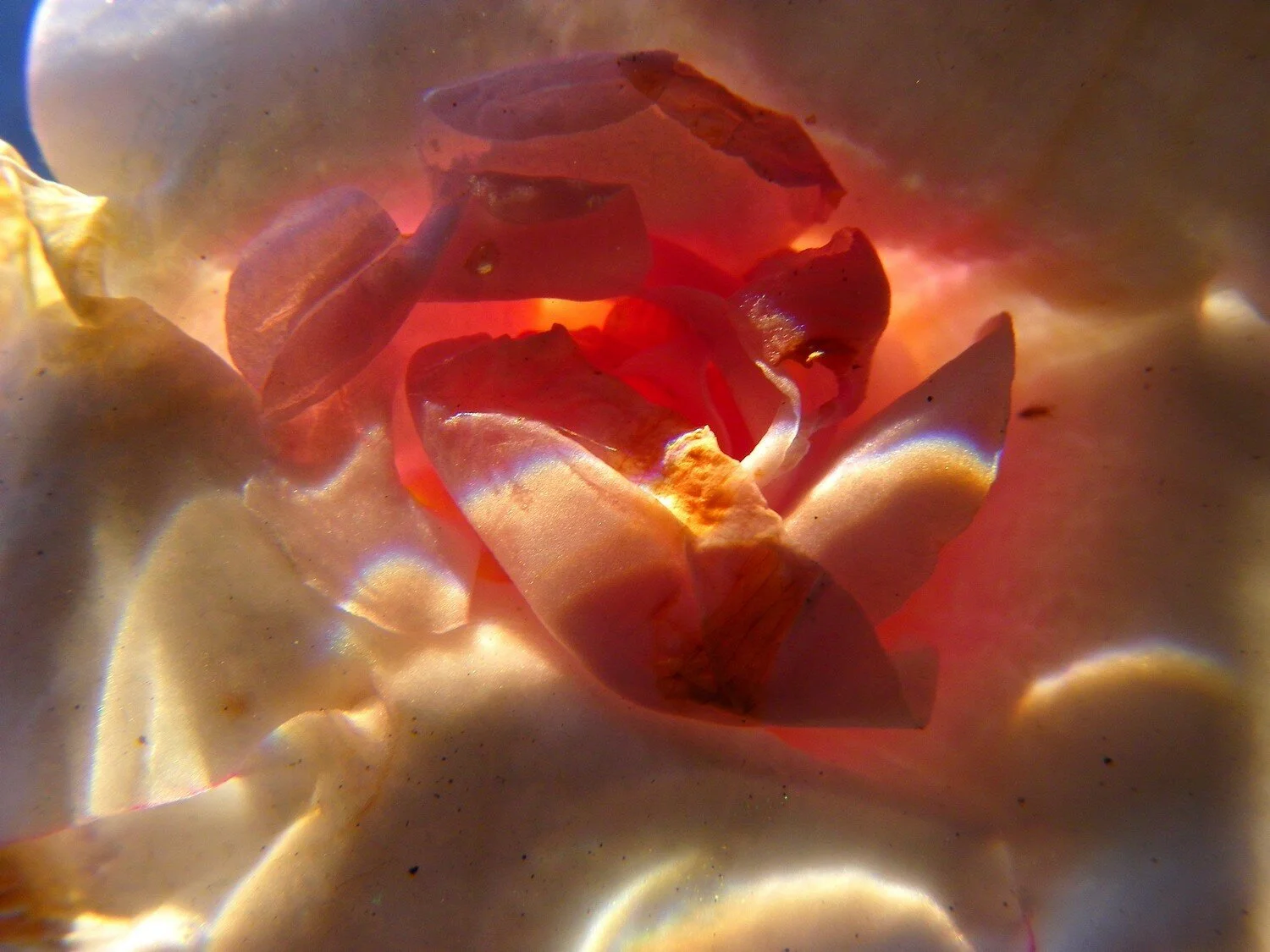  the inner life of flowers 15 