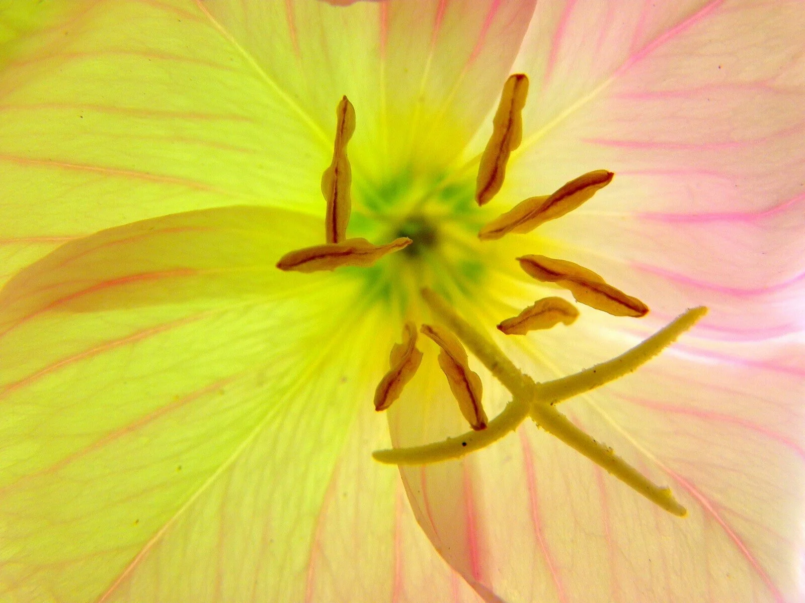  the inner life of flowers 14 