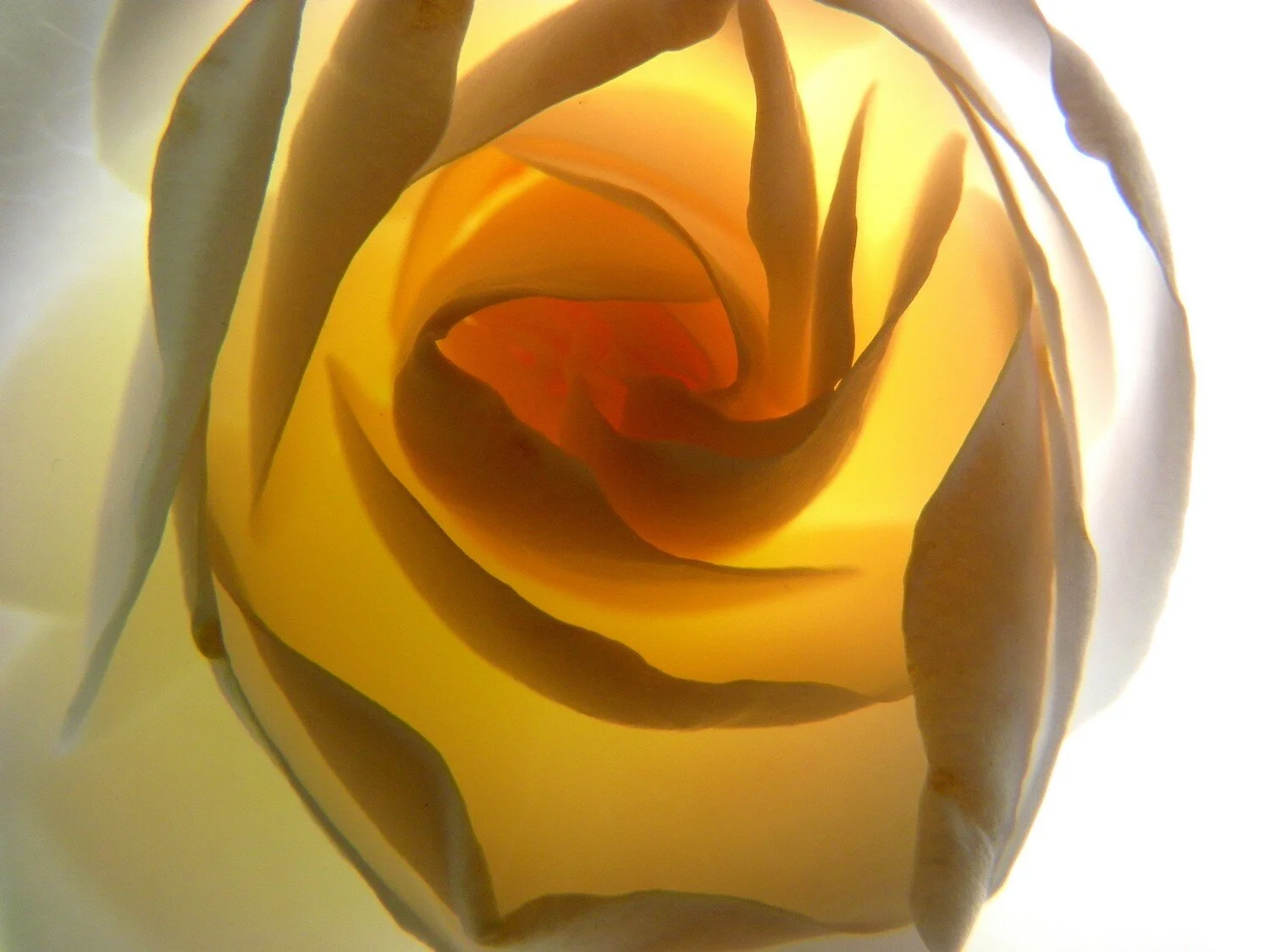  the inner life of flowers 12 