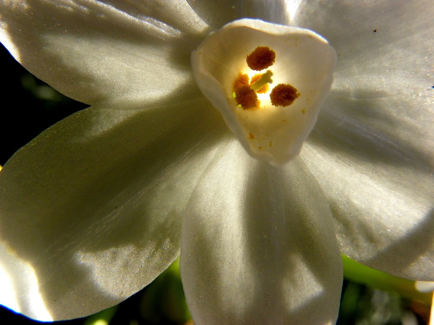  the inner life of flowers 13 