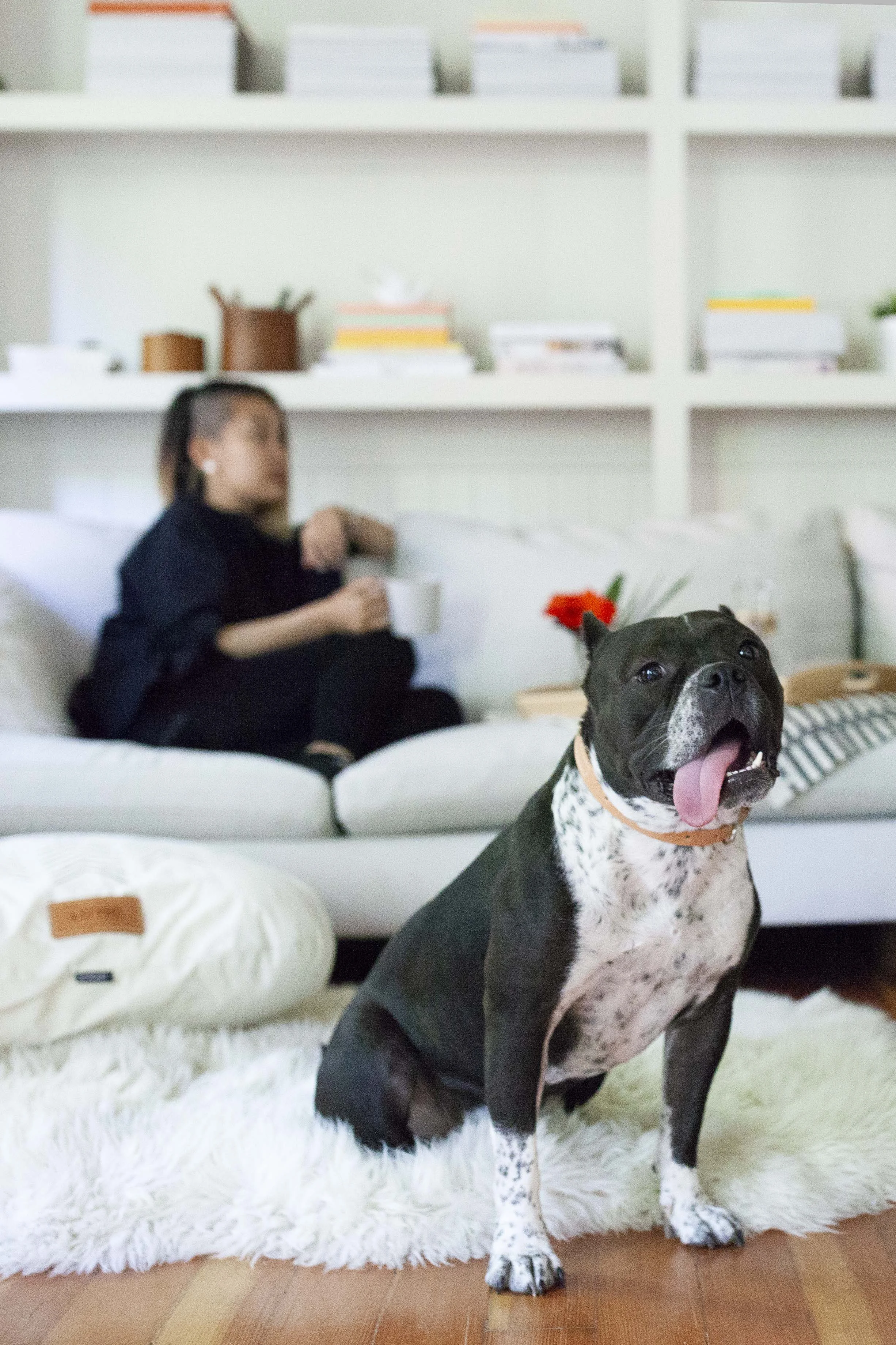 HOUSE DOGGE COLLAR.jpg