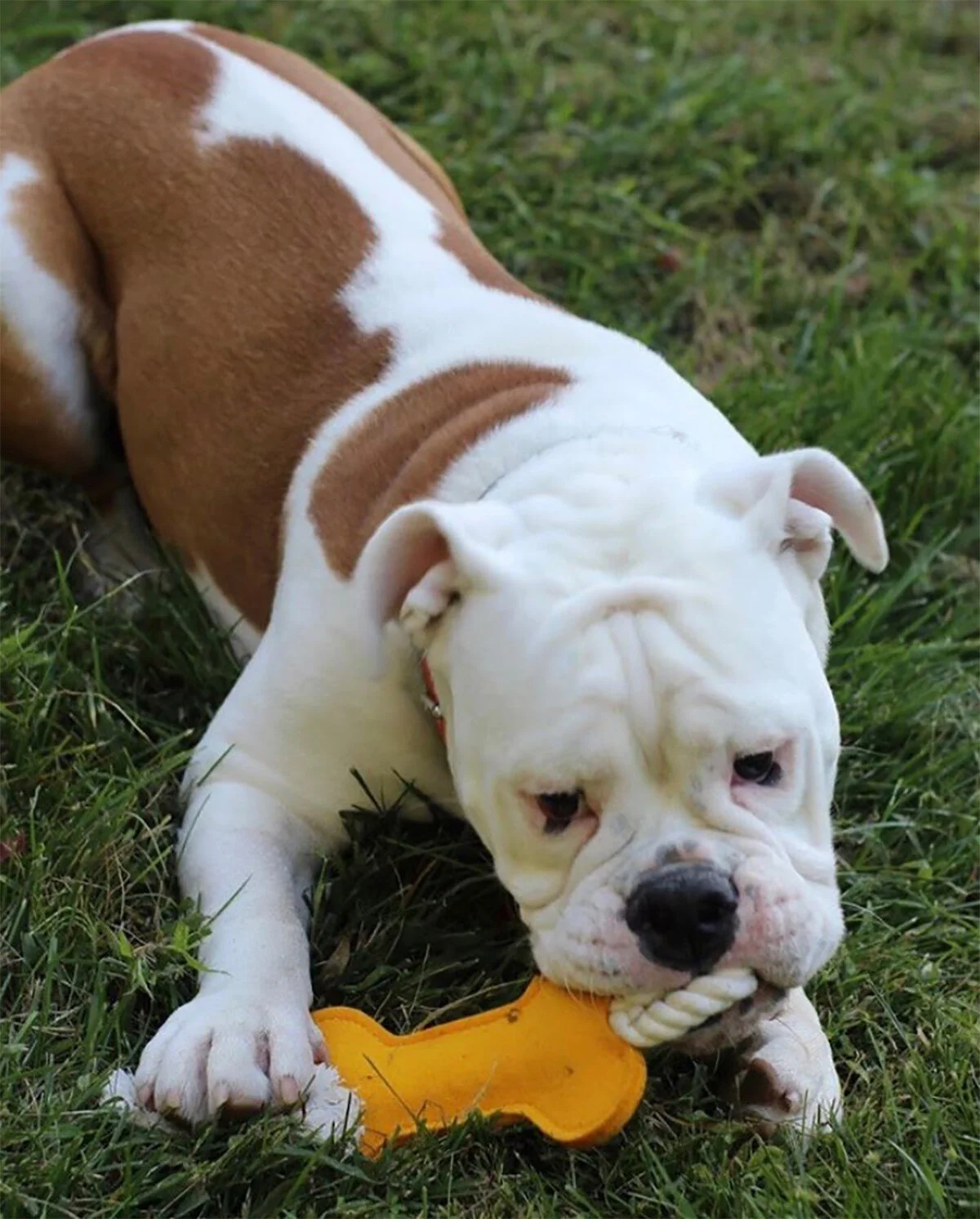 benji bone.jpg