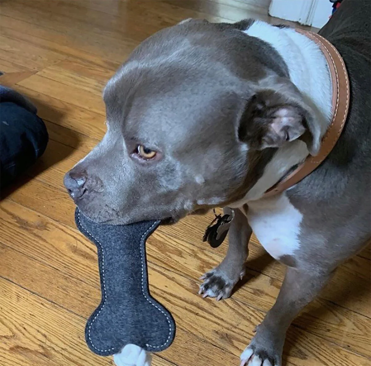 greyson bone.jpg