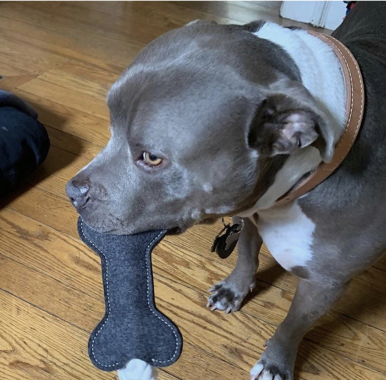 dog binky