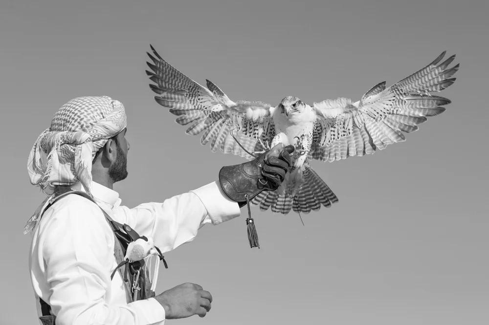 dubai_falcon.jpeg