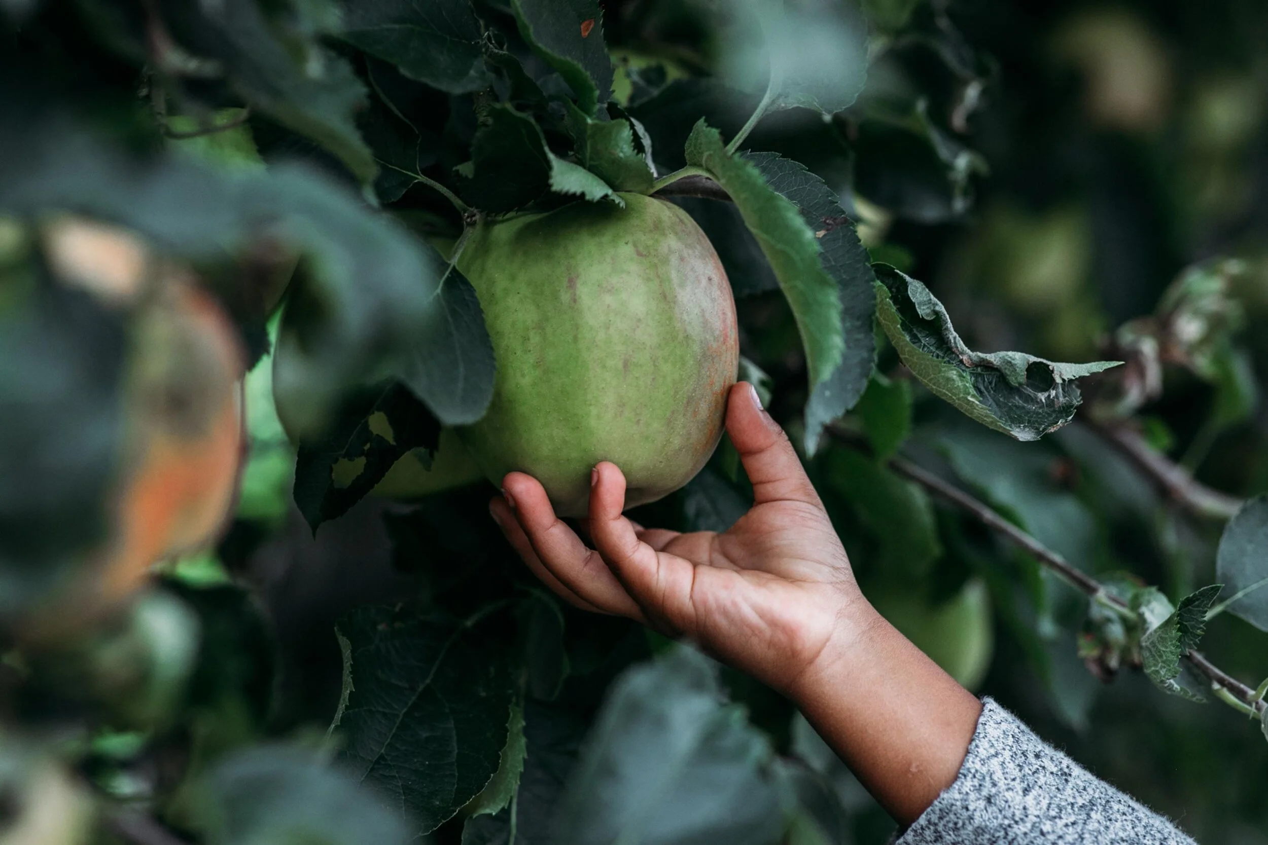 seattle fall mini sessions - snohomish photographer