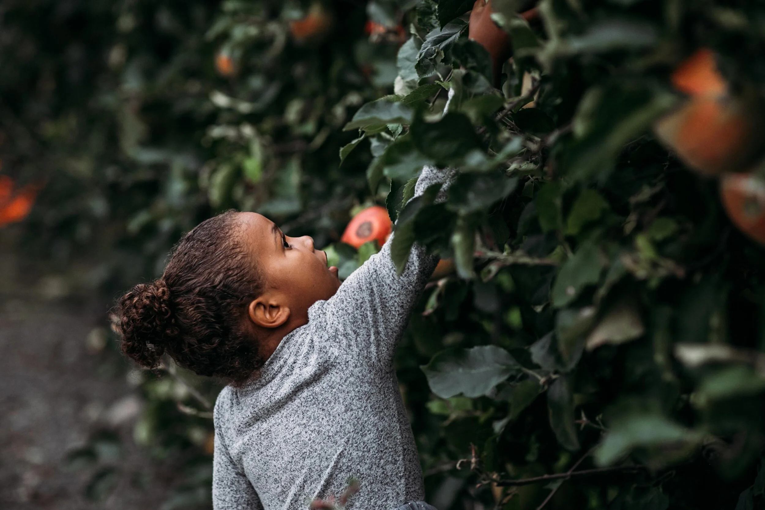 maple valley mini session photographer - fall apple orchard