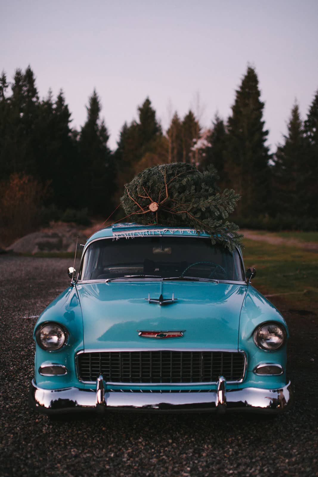 seattle lifestyle photographer - tree farm mini sessions