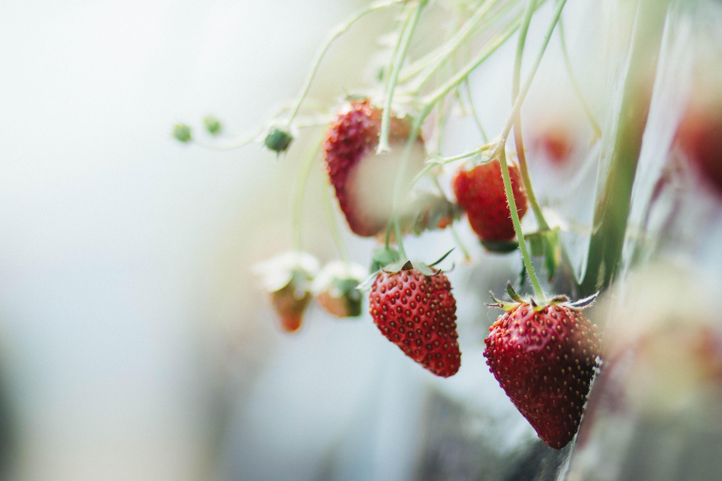 thistle-azami-strawberries-unsplash