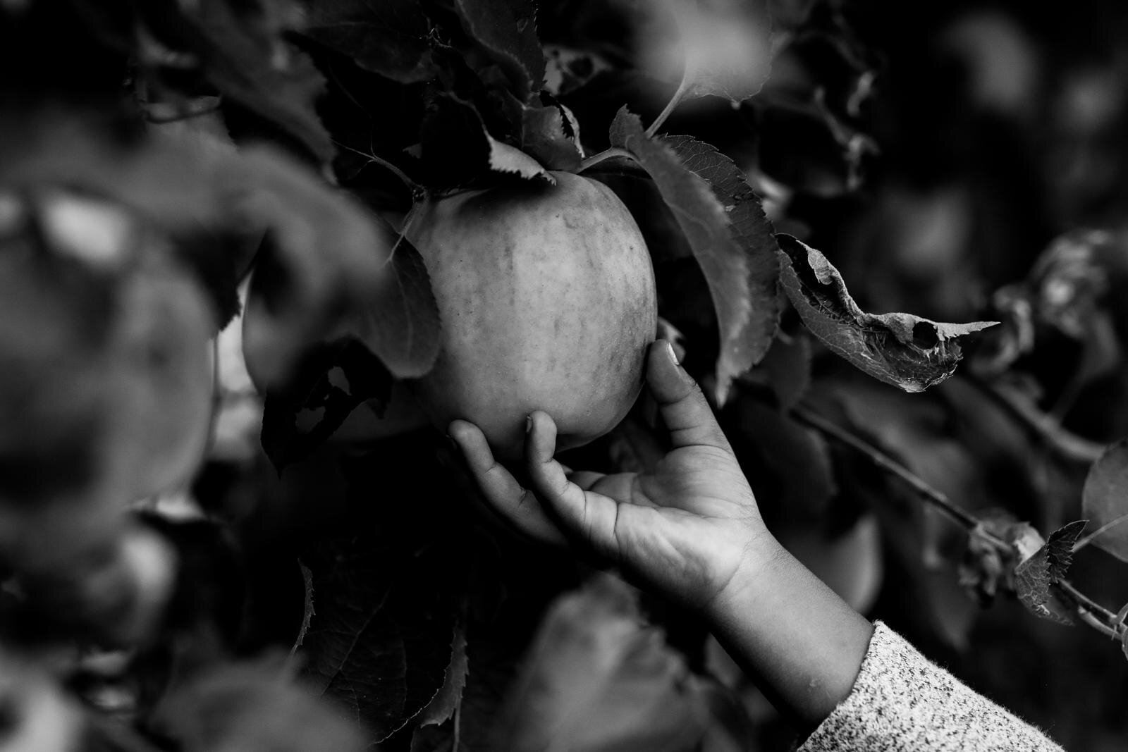 Lifestyle seattle fall mini sessions - pumpkin farm