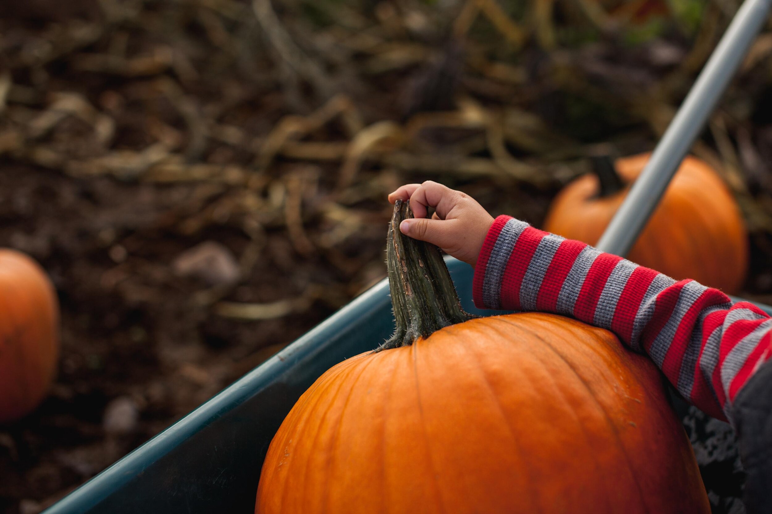 fall mini sessions in Enumclaw - maple valley family photographer