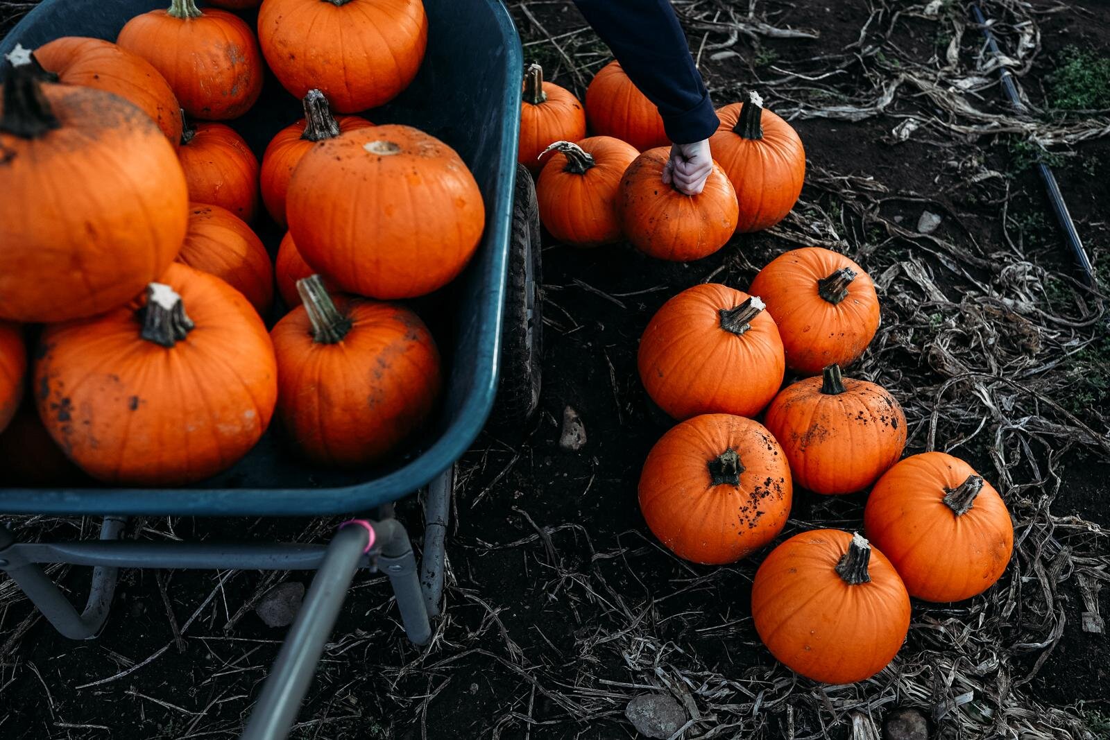 the best seattle mini sessions - pumpkin farm