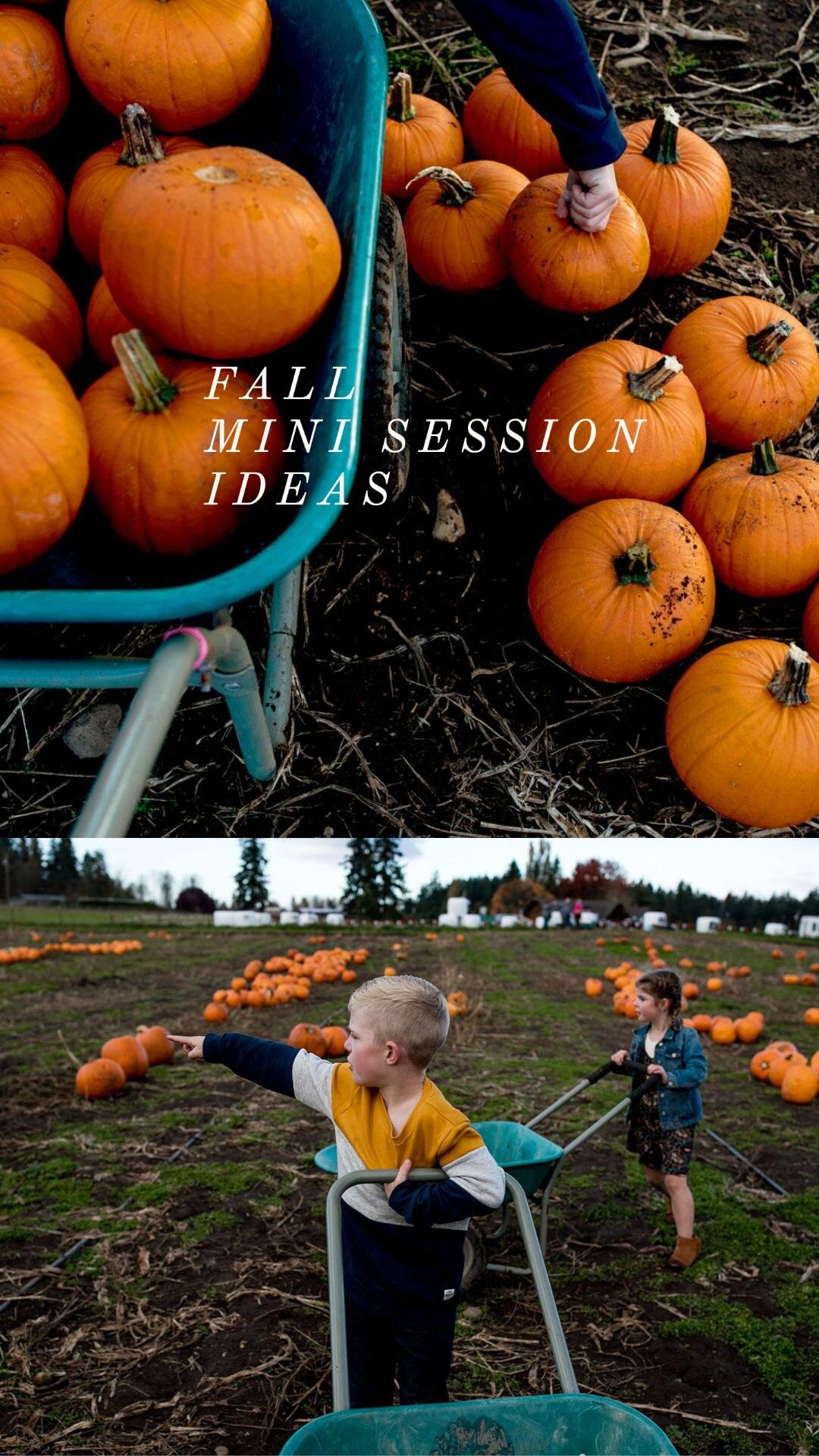 maple valley lifestyle photographer - fall mini sessions