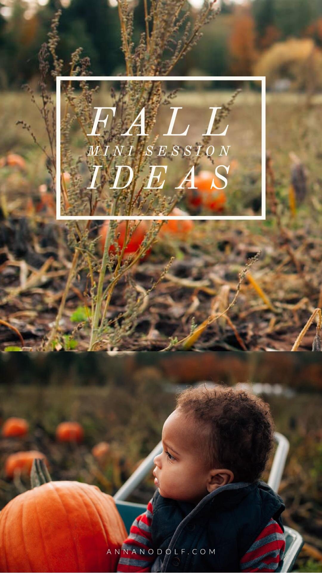 maple valley lifestyle photographer - fall mini sessions