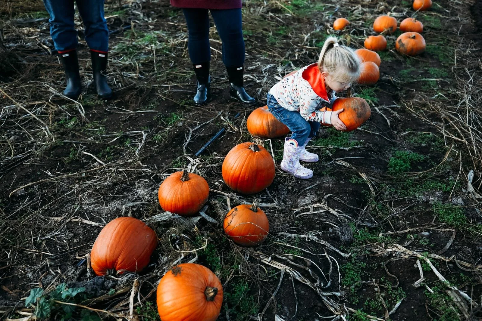 maple valley lifestyle mini sessions - pumpkin farm