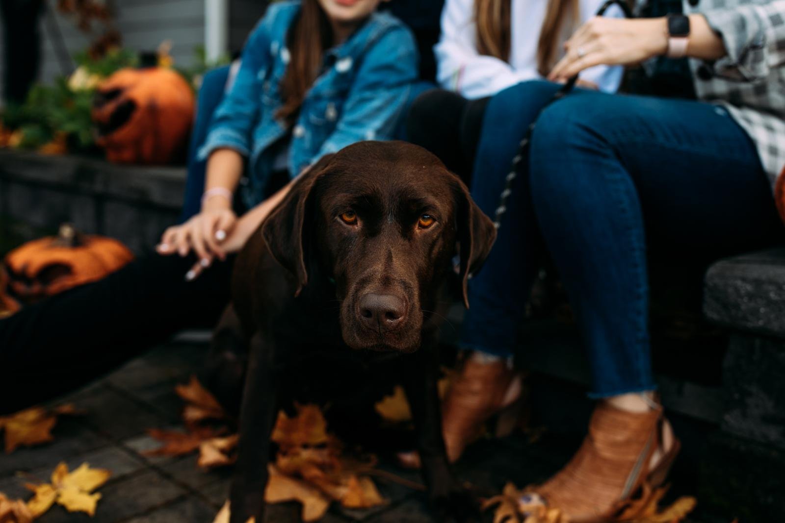 seattle lifestyle photographer - fall mini sessions