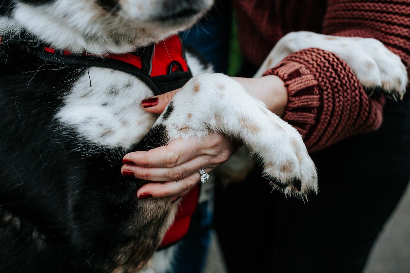 seattle lifestyle photographer - tree farm mini sessions