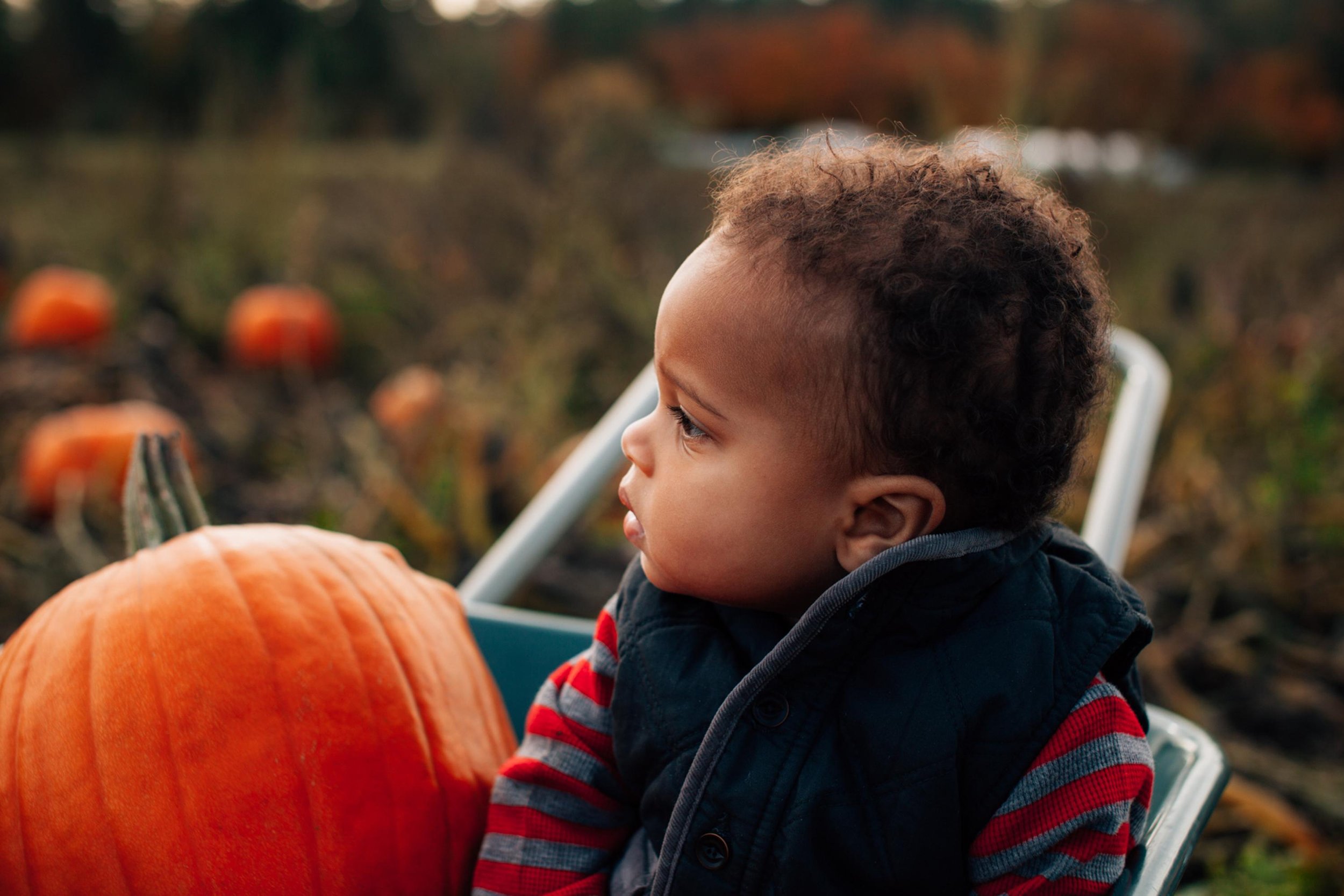 pumpkin farm