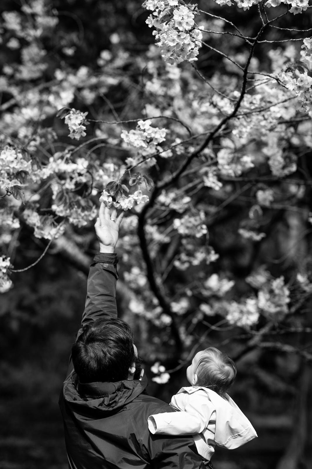 cherry blossom mini sessions - Seattle lifestyle photographer