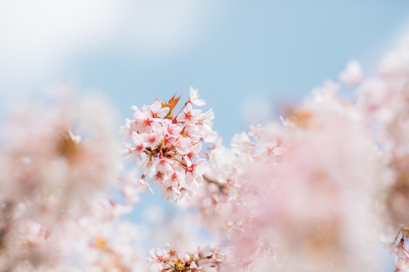 cherry blossom mini sessions - seattle lifestyle photographer