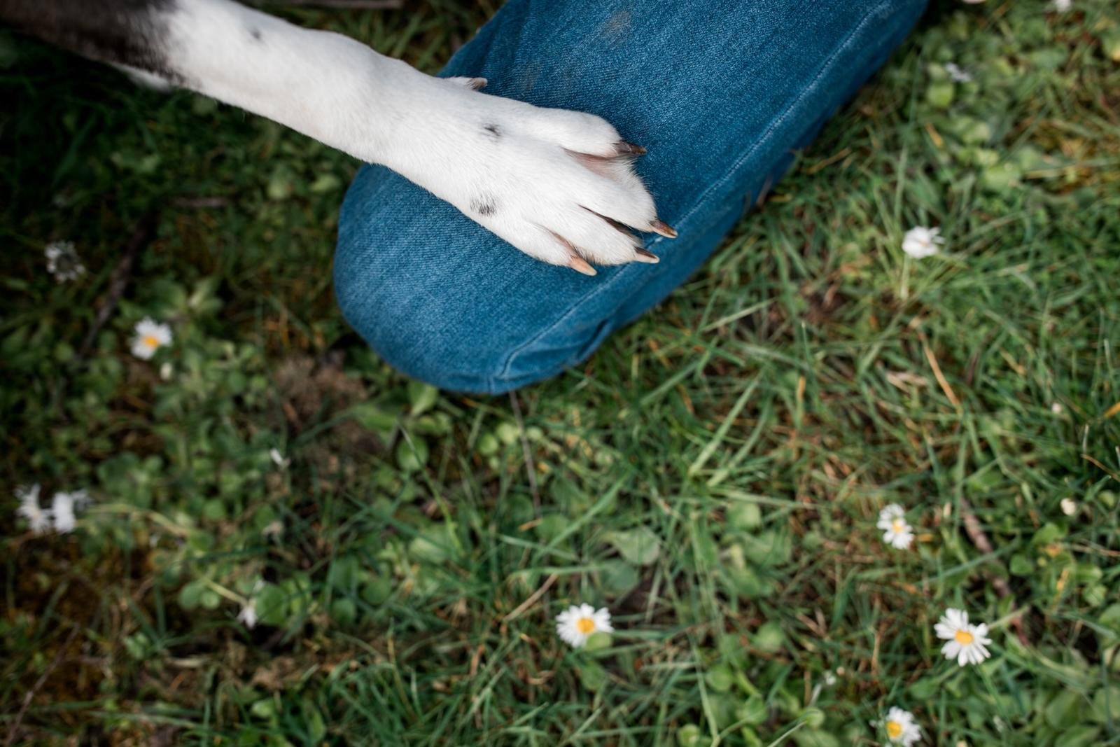 cherry blossom mini sessions - seattle lifestyle photographer