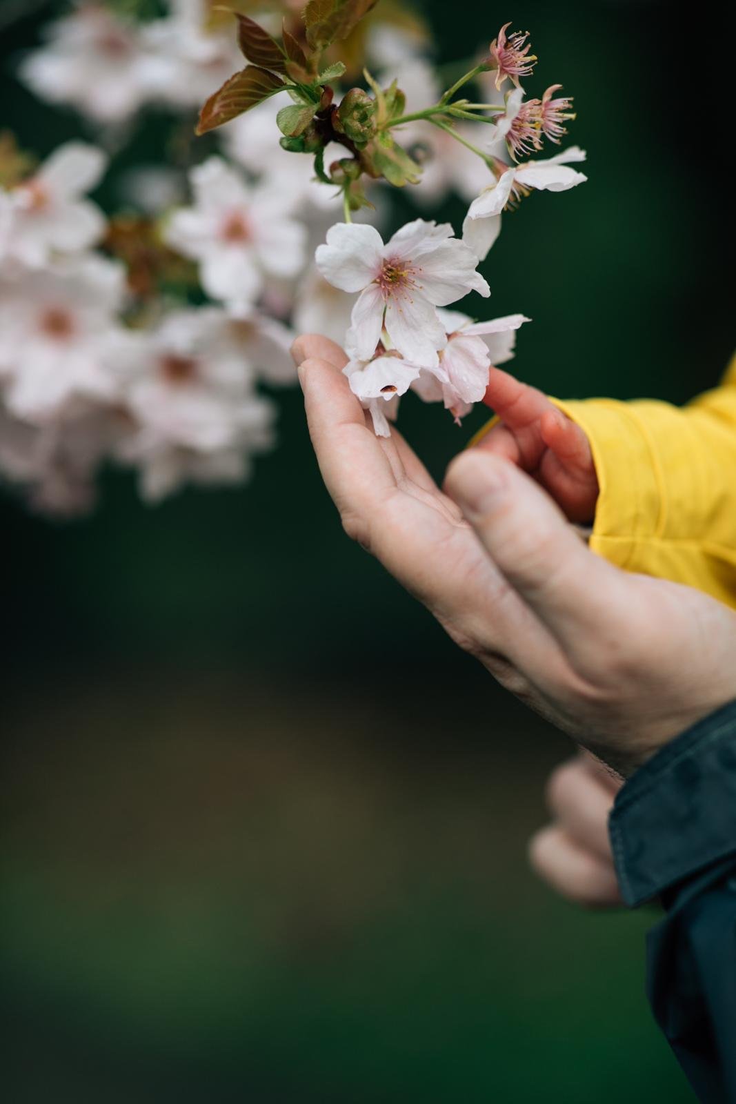 cherry blossom mini sessions - seattle lifestyle photographer