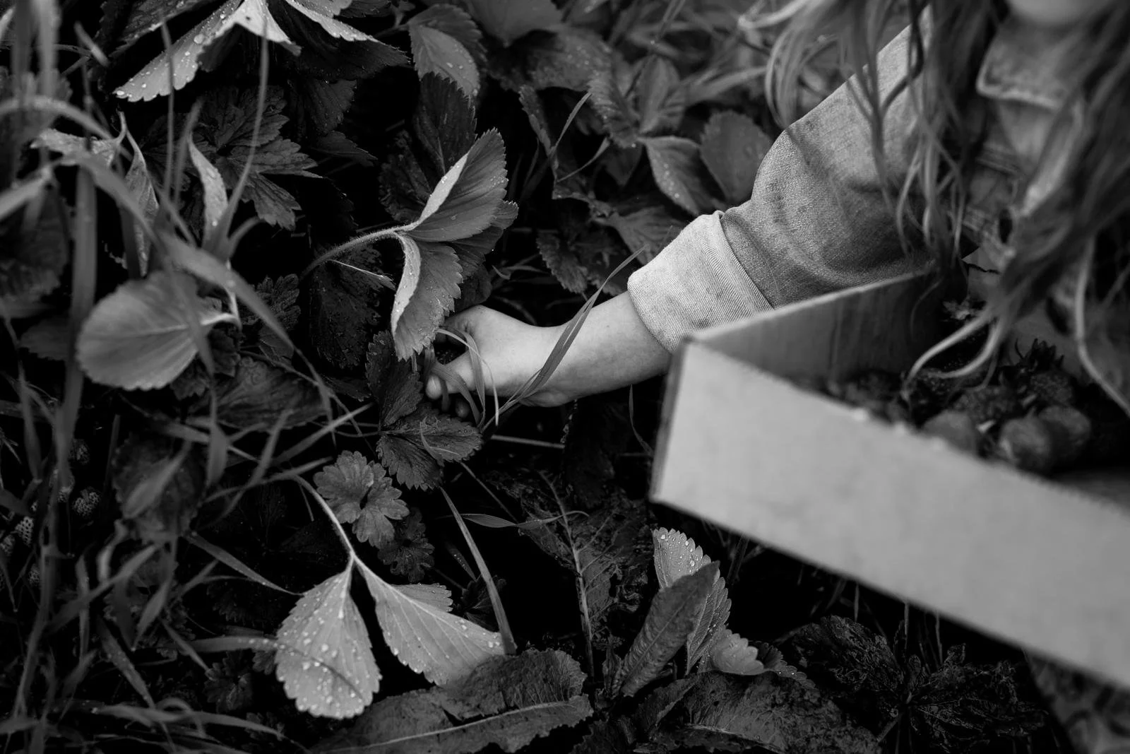 lifestyle summer mini sessions // strawberry picking in black and white