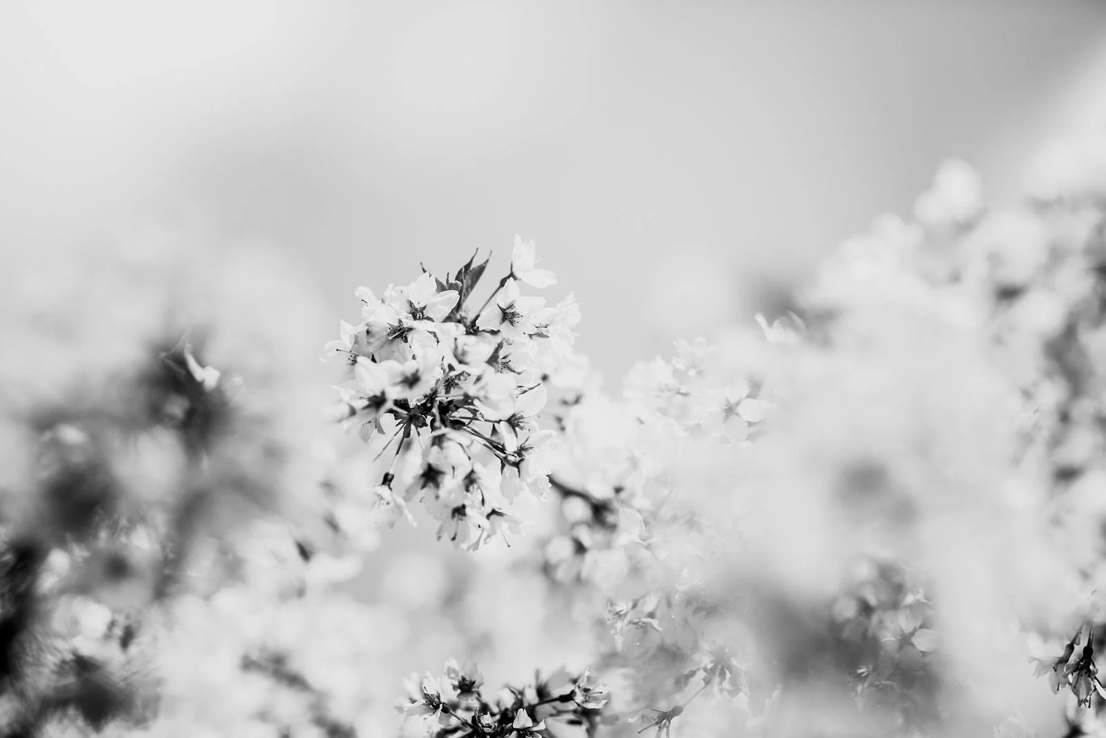 Why You Need A Cherry Blossom Mini Session In Seattle This Year // black and white