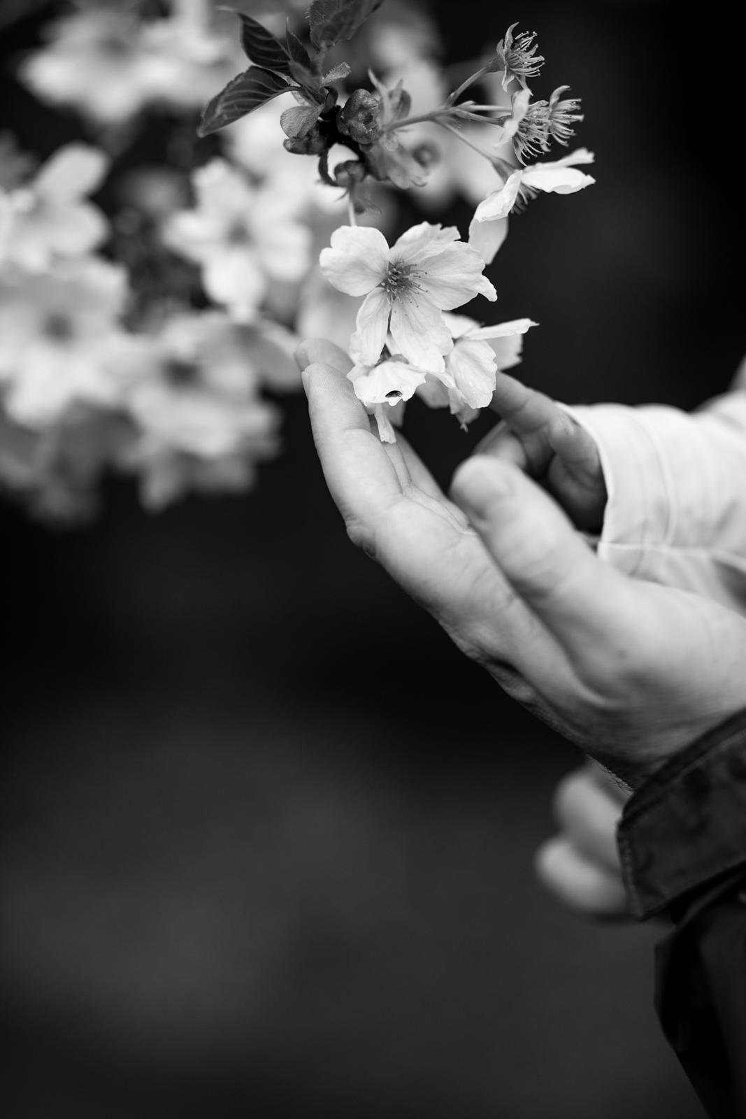 seattle mini session photographer - spring