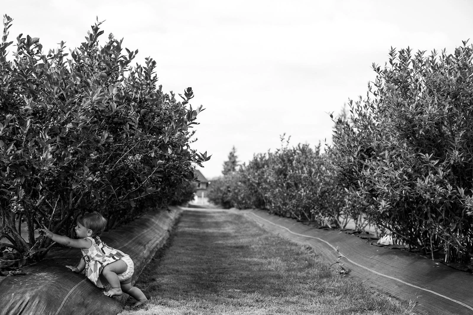 seattle mini session photographer - summer
