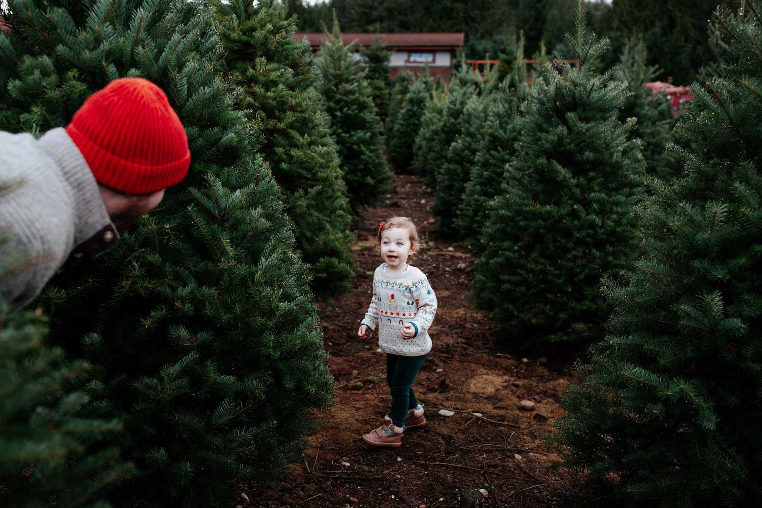 seattle lifestyle photographer - tree farm mini sessions