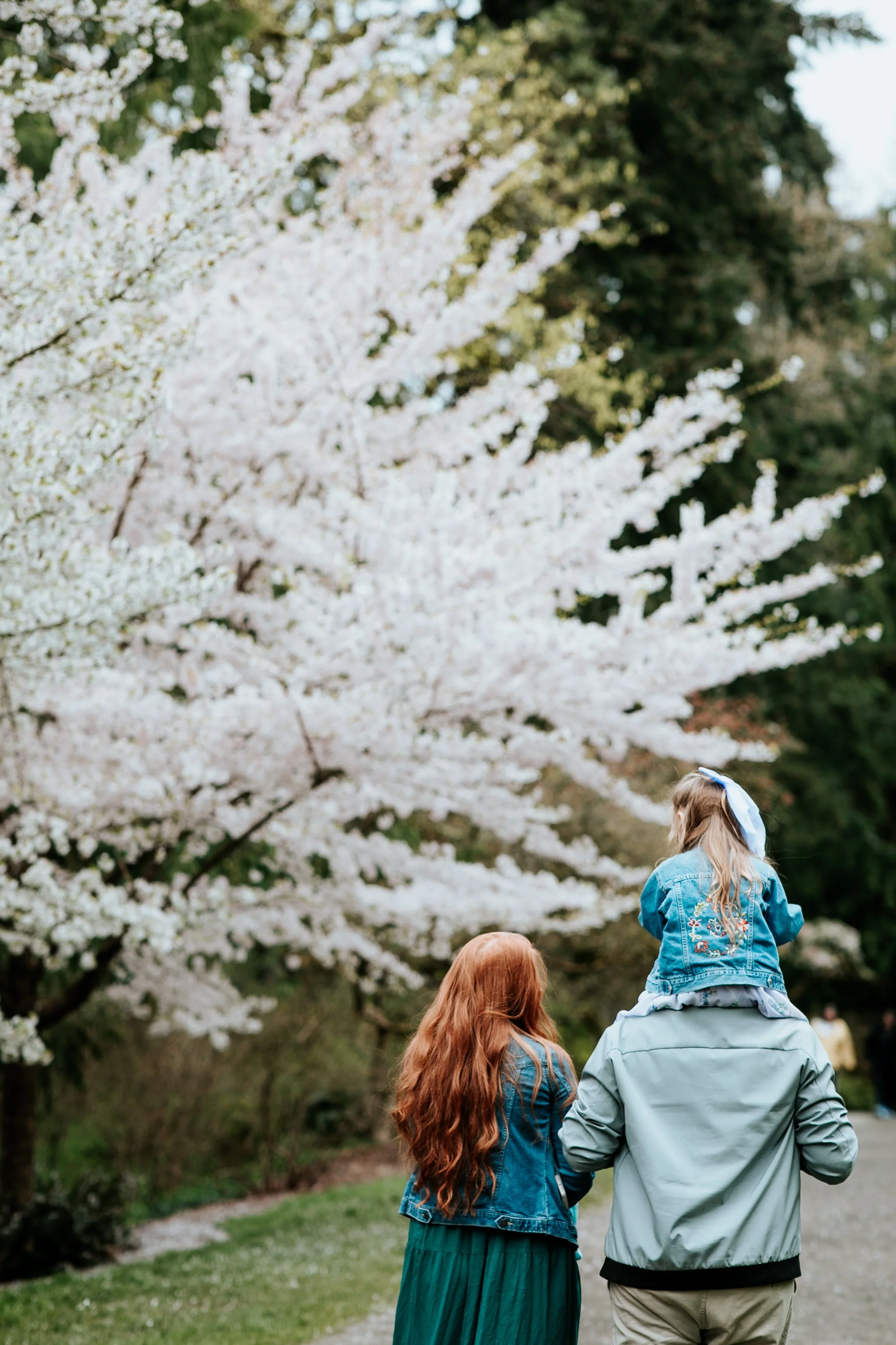 seattle mini session photographer - cherry blossom (Copy)