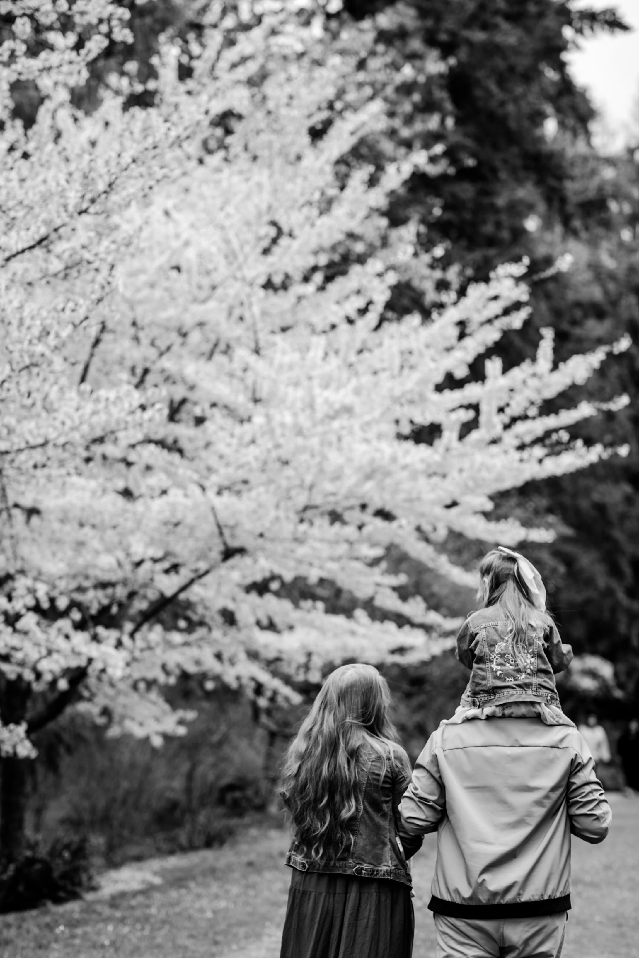 seattle mini session photographer - cherry blossom