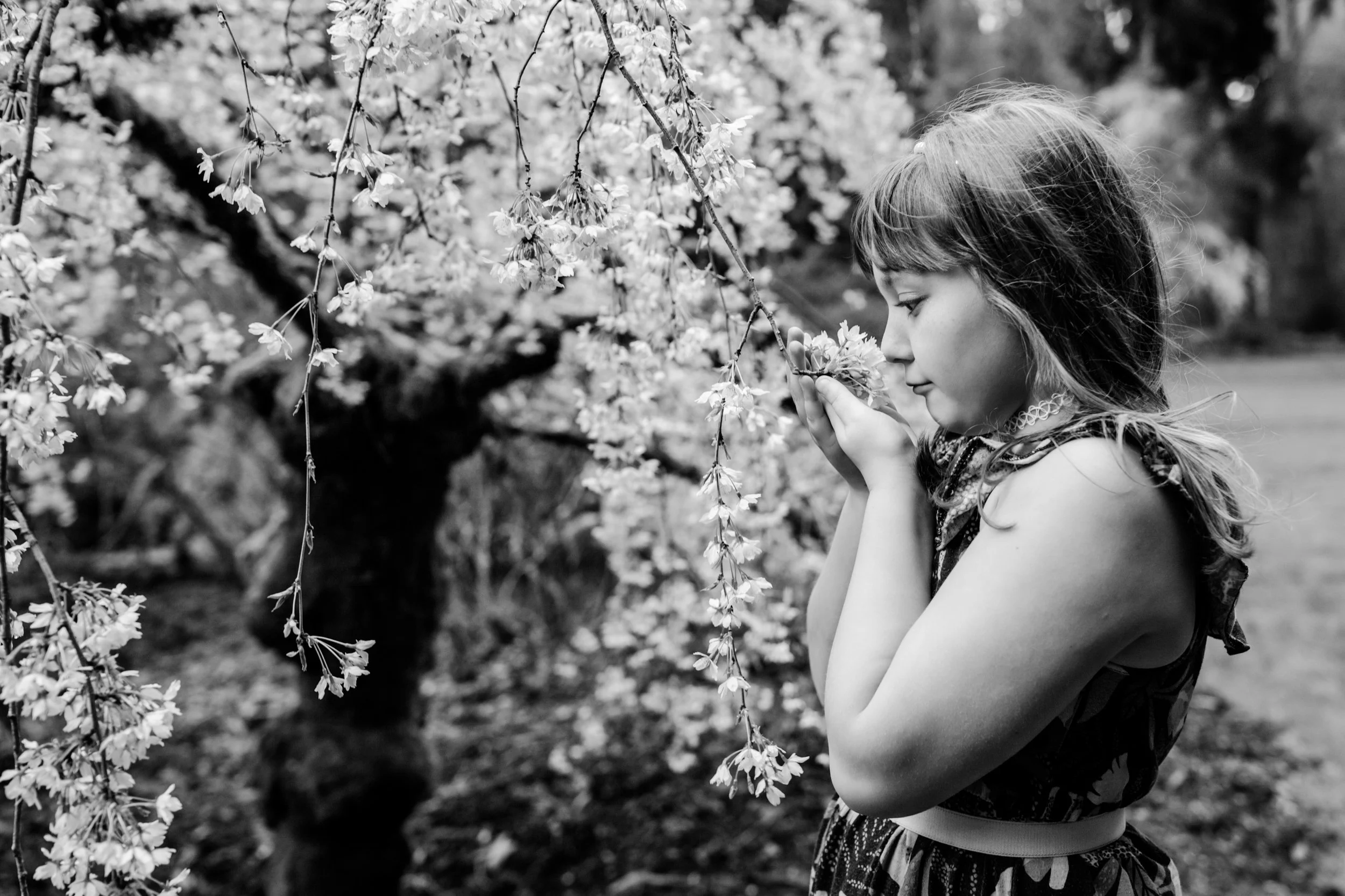 seattle mini session photographer - cherry blossom