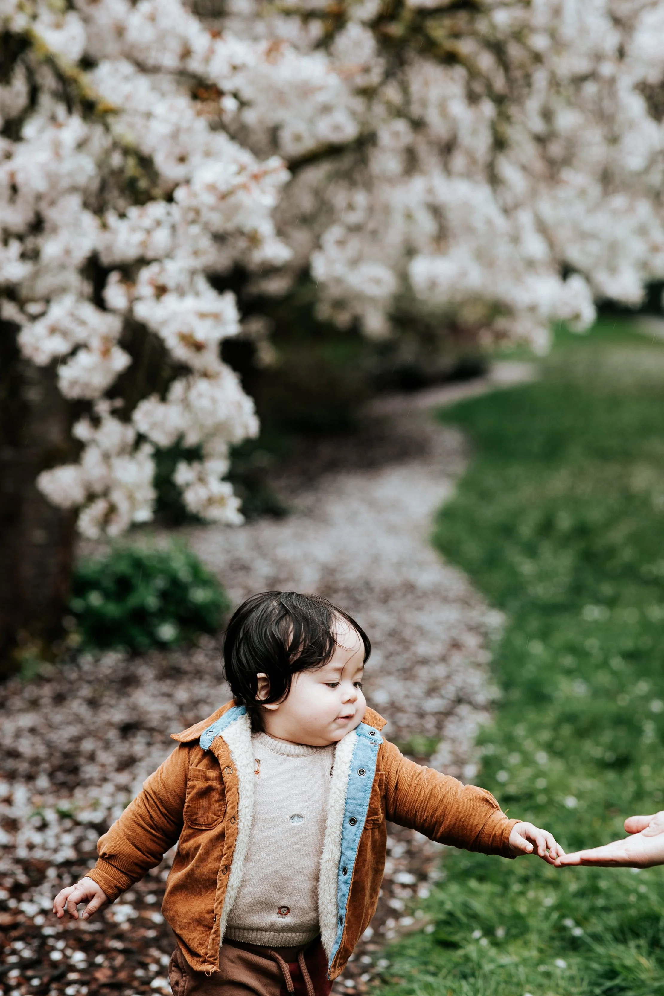 seattle lifestyle photographer - cherry blossom mini sessions (Copy)