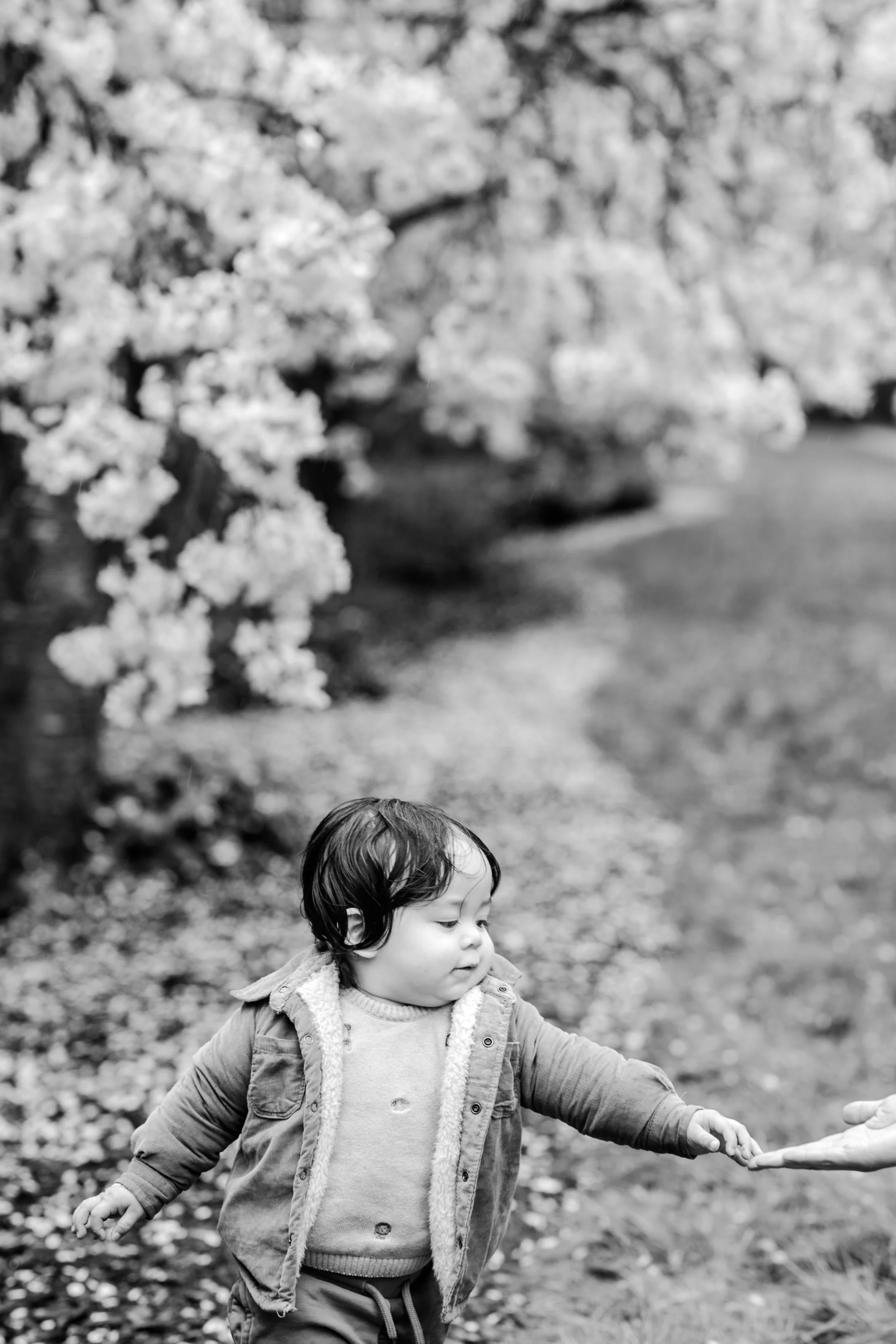 seattle lifestyle photographer - cherry blossom 2025-442.JPG