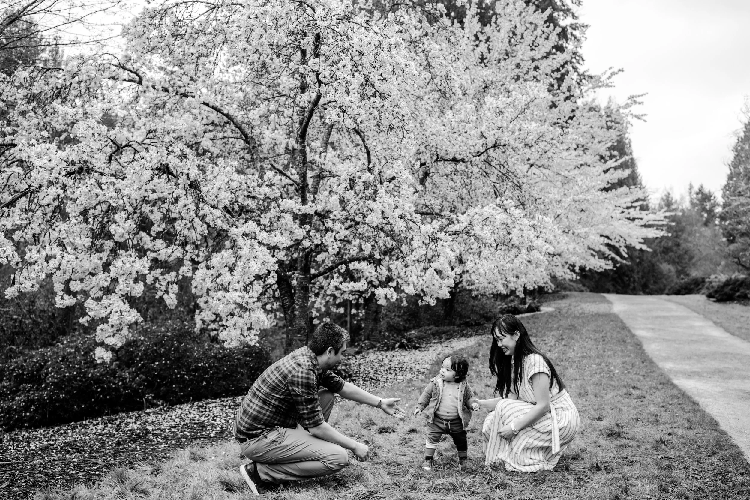 seattle lifestyle photographer - cherry blossom 2025-434.JPG