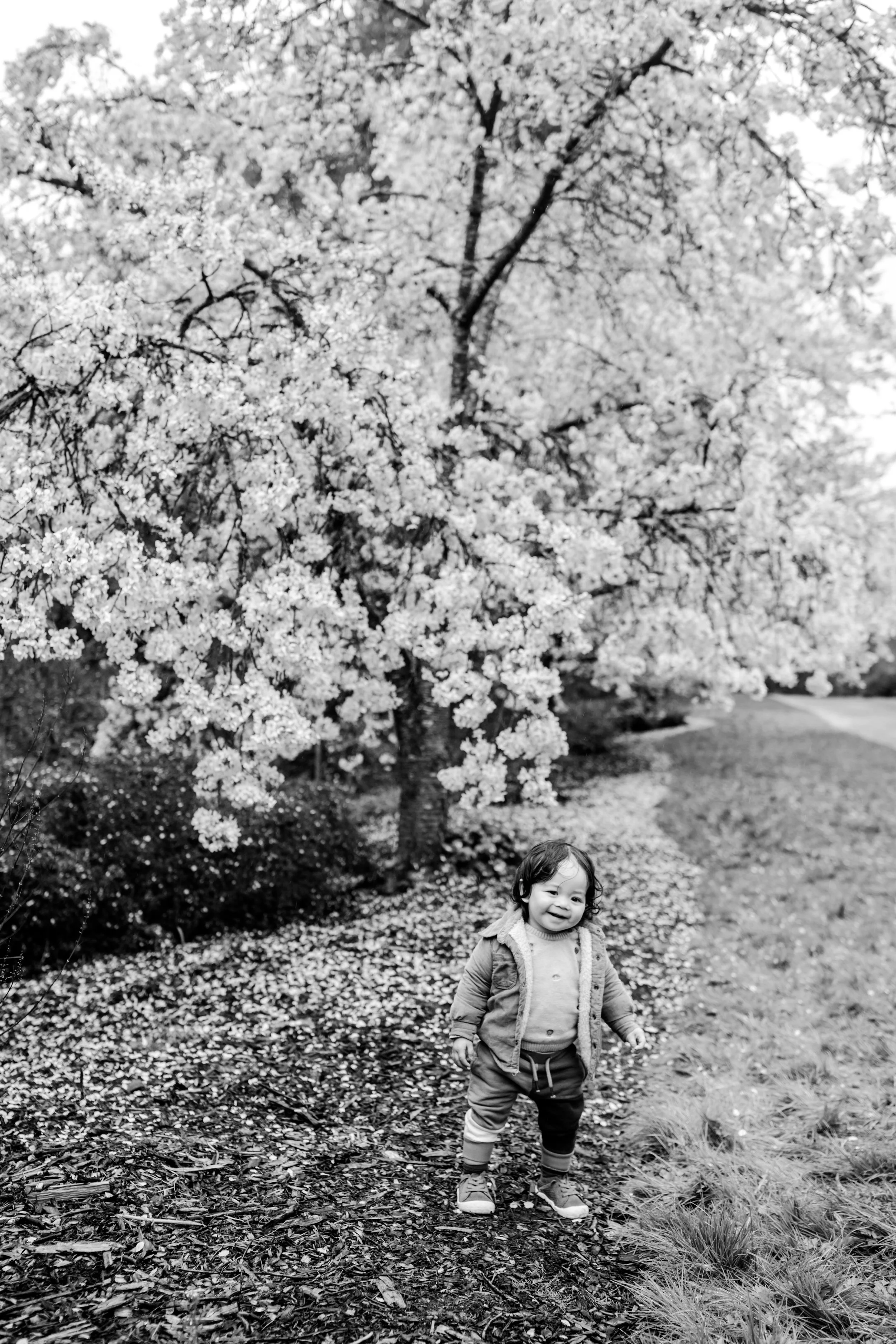 seattle lifestyle photographer - cherry blossom 2025-448.JPG